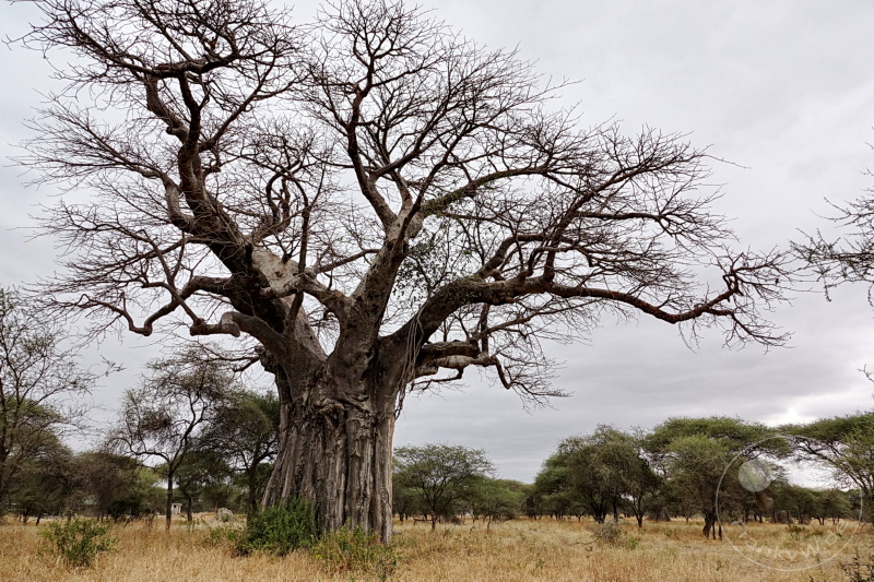 Tansania - Tarangire-Nationalpark