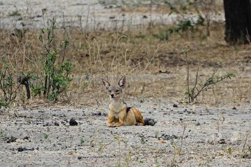 Tansania - Tarangire-Nationalpark