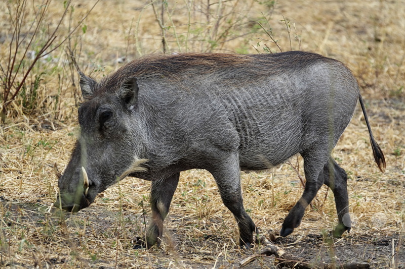 Tansania - Tarangire-Nationalpark