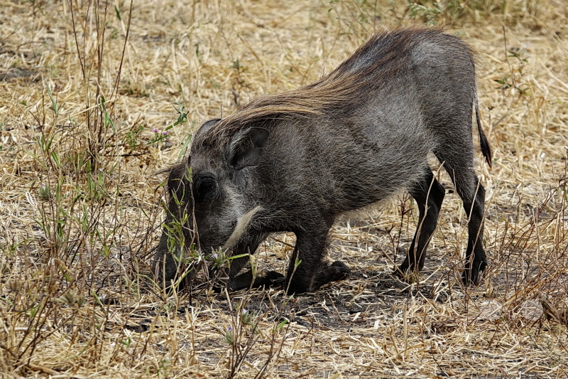 Tansania - Tarangire-Nationalpark