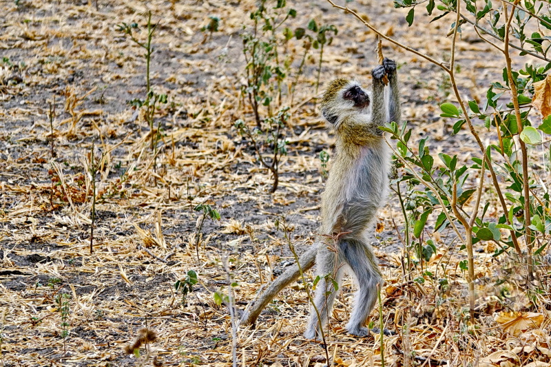 Tansania - Tarangire-Nationalpark