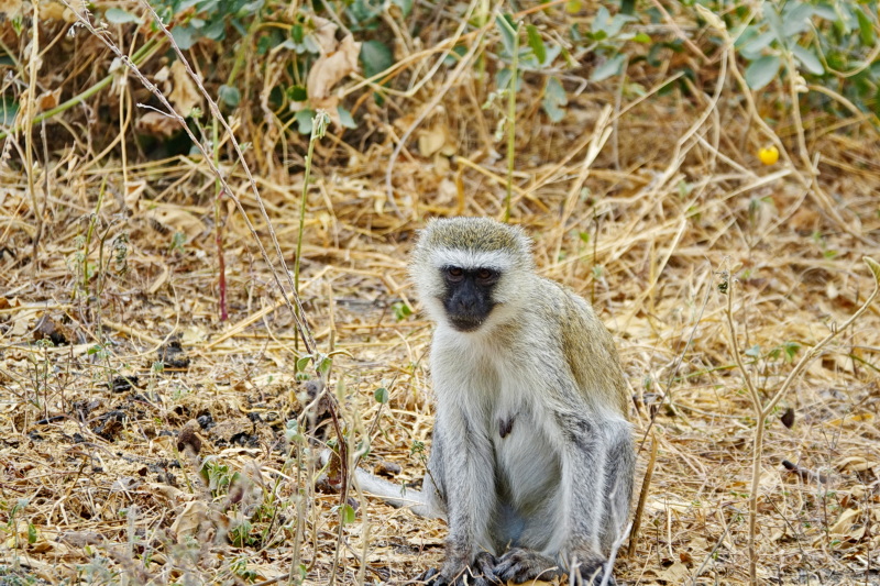 Tansania - Tarangire-Nationalpark