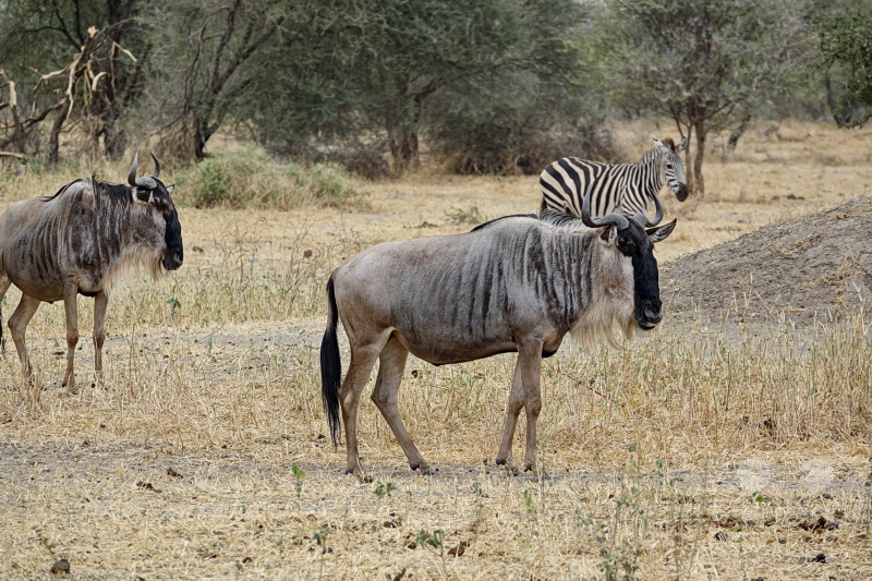 Tansania - Tarangire-Nationalpark