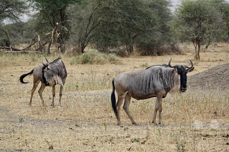 Tansania - Tarangire-Nationalpark