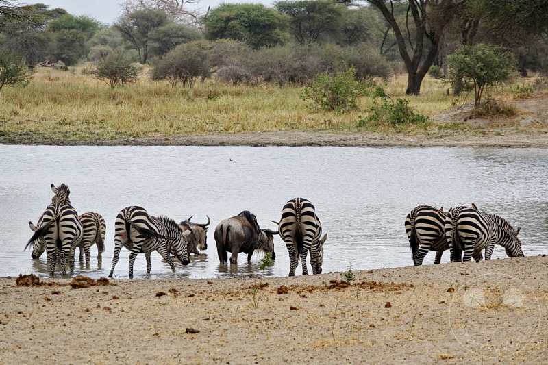 Tansania - Tarangire-Nationalpark