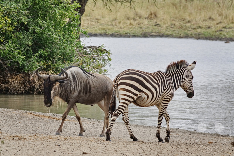 Tansania - Tarangire-Nationalpark
