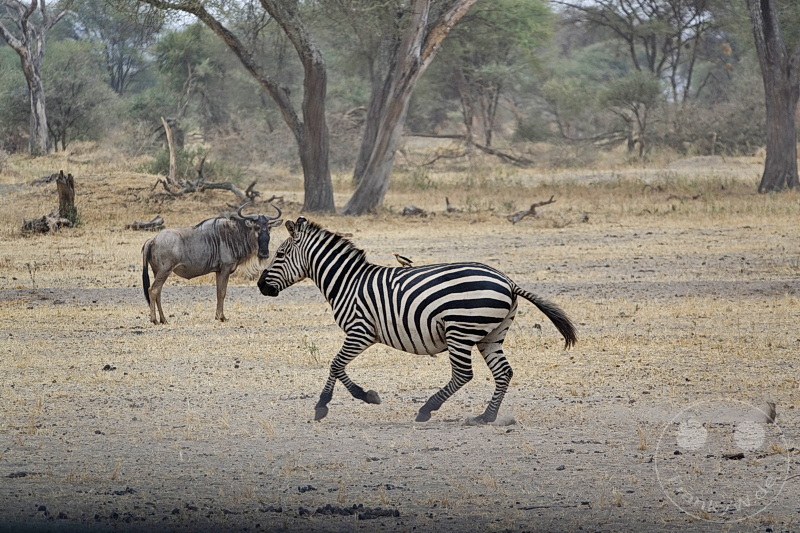 Tansania - Tarangire-Nationalpark