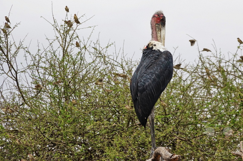 Tansania - Tarangire-Nationalpark