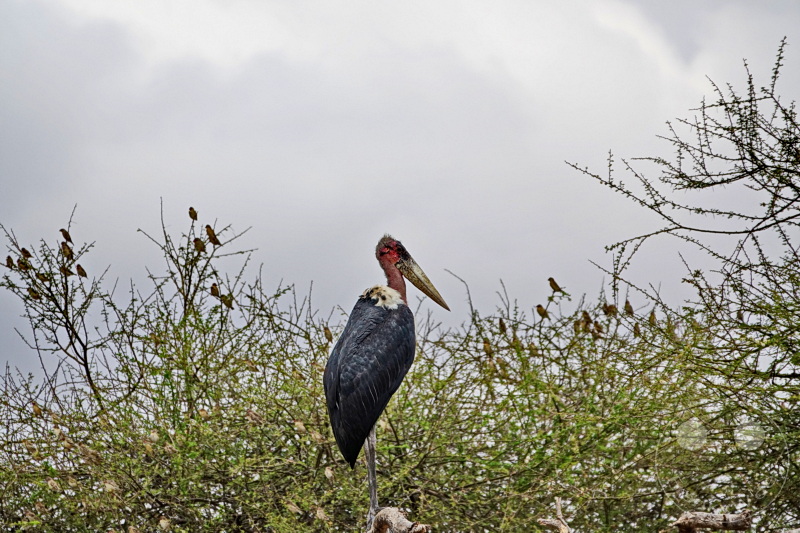 Tansania - Tarangire-Nationalpark