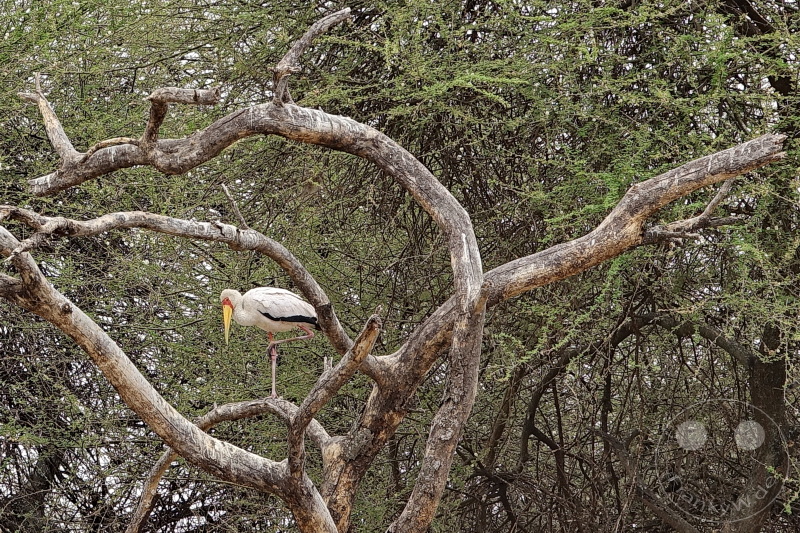 Tansania - Tarangire-Nationalpark