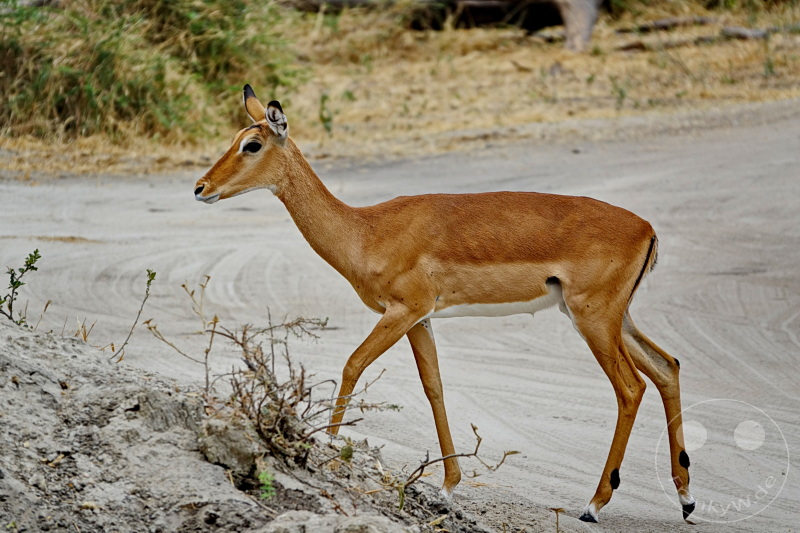 Tansania - Tarangire-Nationalpark