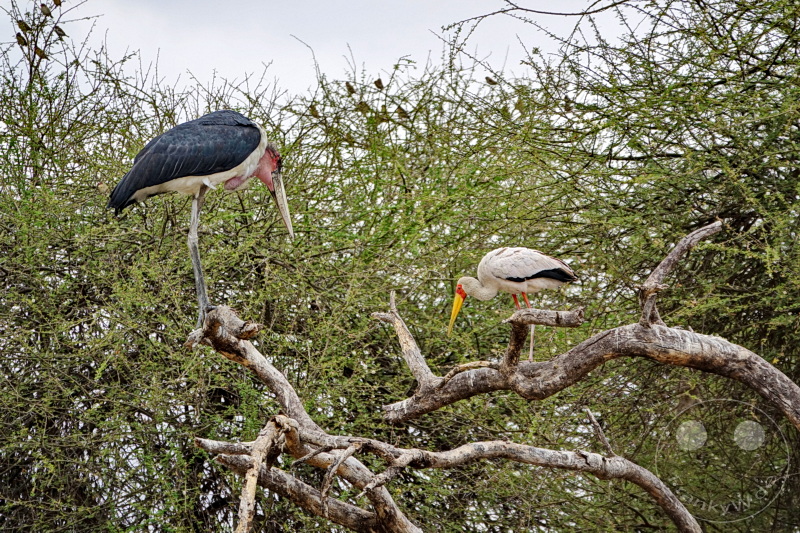 Tansania - Tarangire-Nationalpark