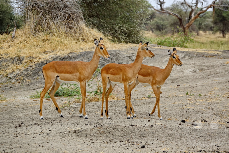 Tansania - Tarangire-Nationalpark