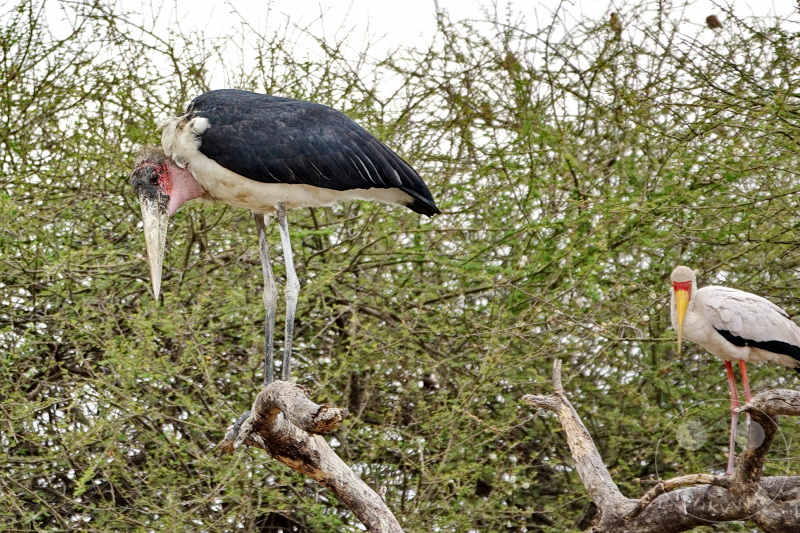 Tansania - Tarangire-Nationalpark