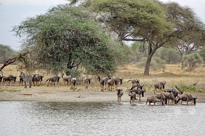 Tansania - Tarangire-Nationalpark