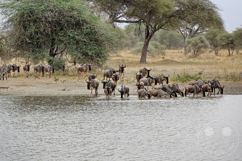 Tansania - Tarangire-Nationalpark