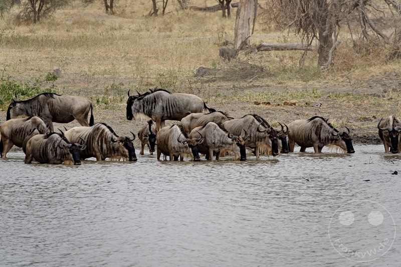 Tansania - Tarangire-Nationalpark