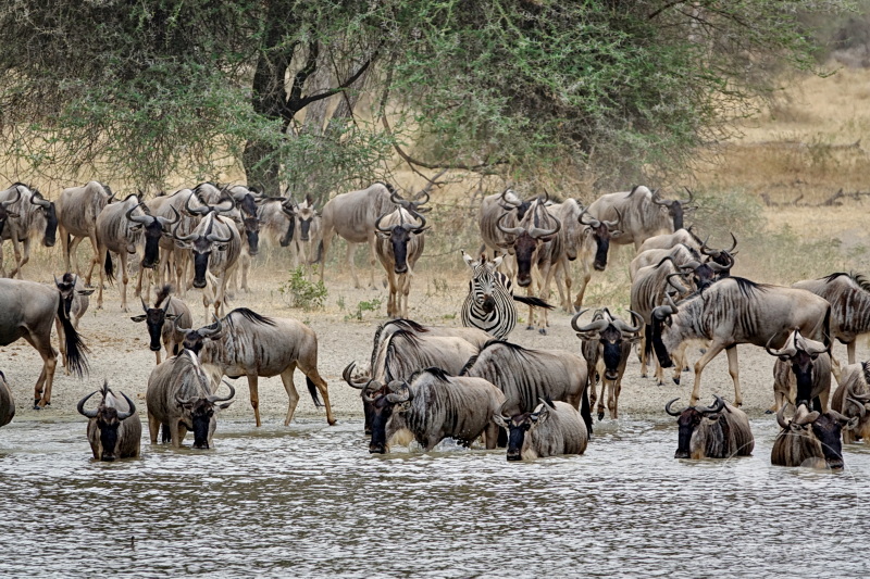 Tansania - Tarangire-Nationalpark