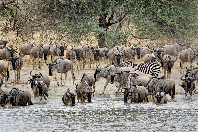 Tansania - Tarangire-Nationalpark