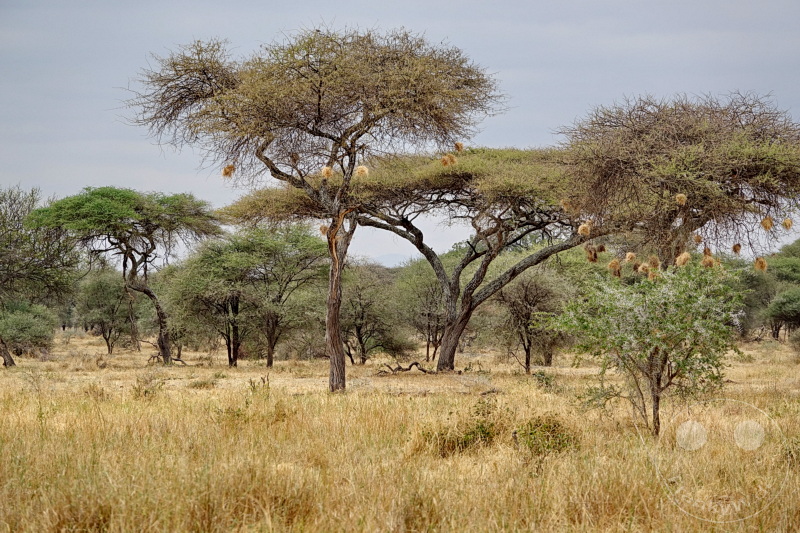 Tansania - Tarangire-Nationalpark