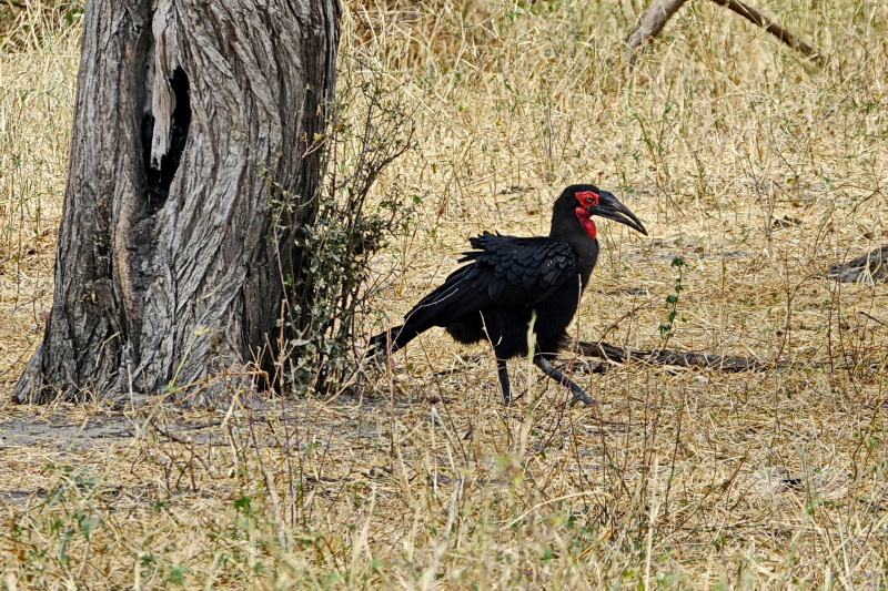 Tansania - Tarangire-Nationalpark