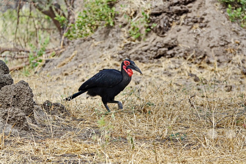 Tansania - Tarangire-Nationalpark