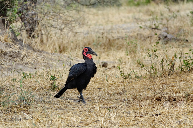 Tansania - Tarangire-Nationalpark