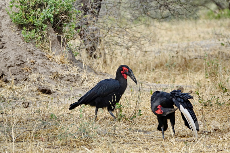 Tansania - Tarangire-Nationalpark