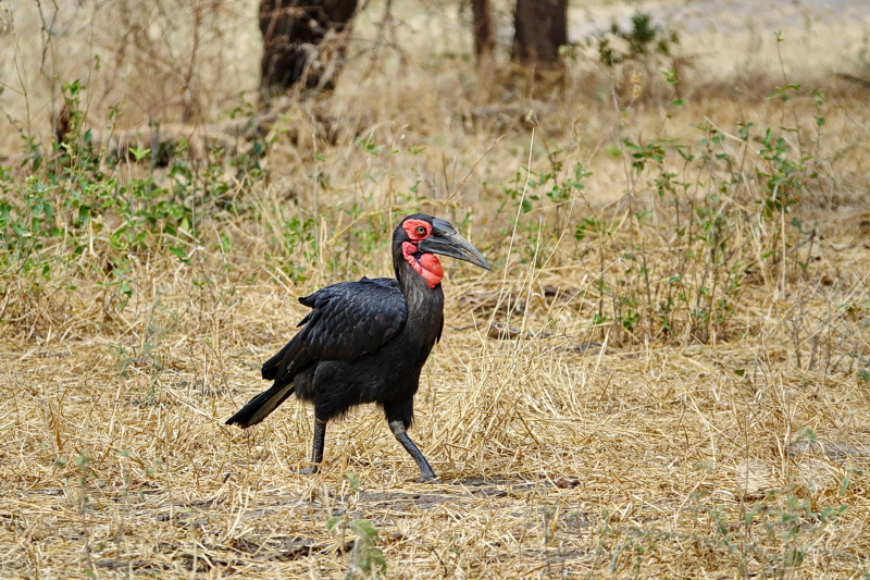 Tansania - Tarangire-Nationalpark