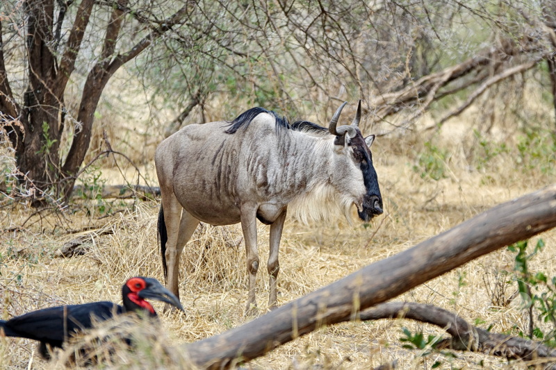 Tansania - Tarangire-Nationalpark