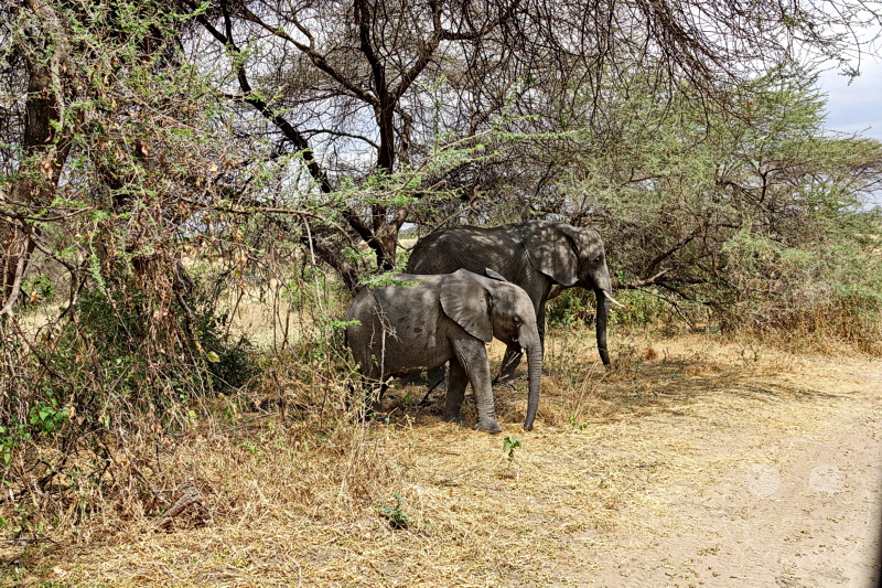 Tansania - Tarangire-Nationalpark
