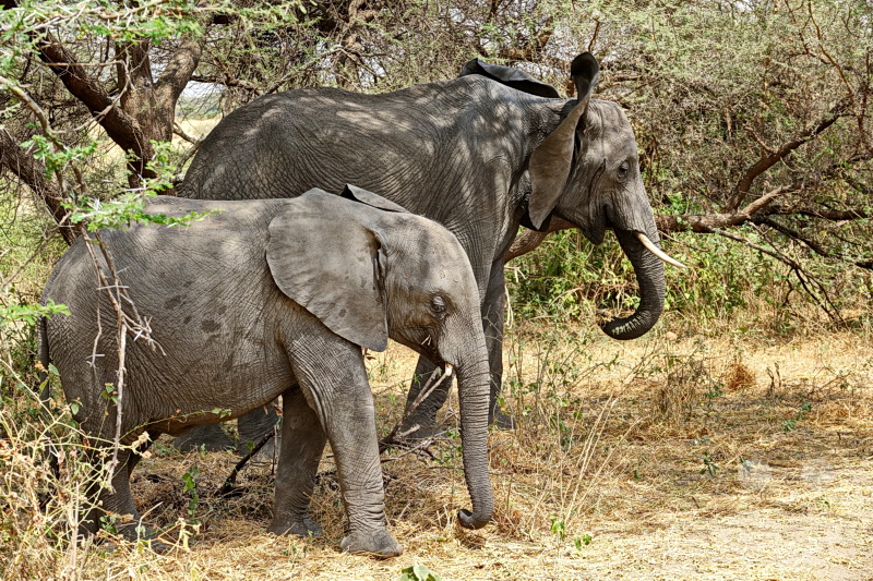 Tansania - Tarangire-Nationalpark