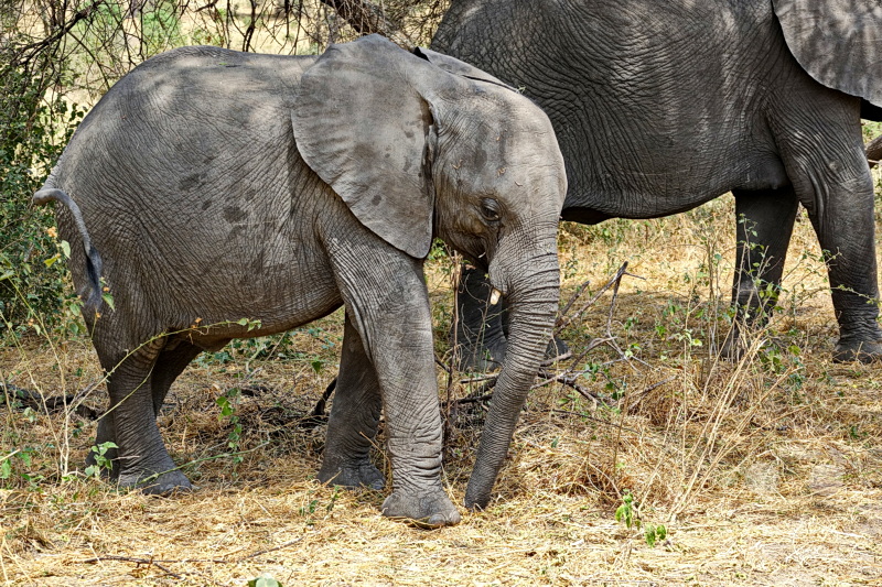 Tansania - Tarangire-Nationalpark