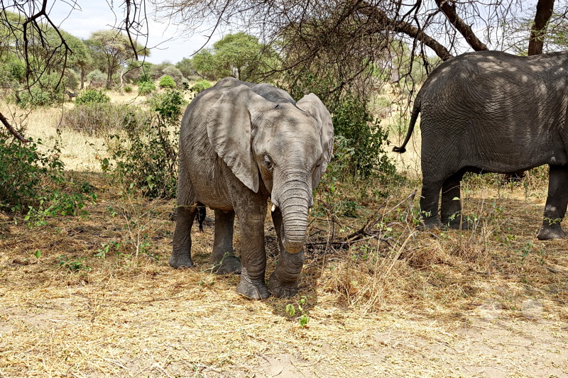 Tansania - Tarangire-Nationalpark