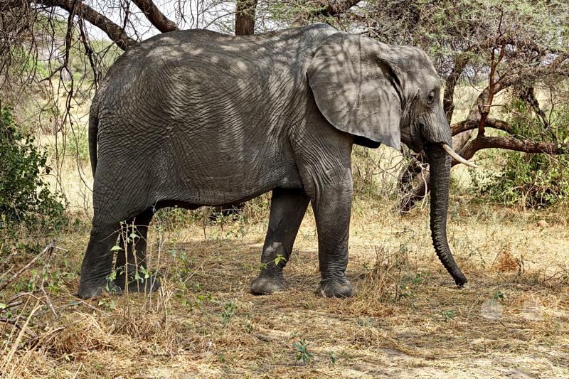 Tansania - Tarangire-Nationalpark