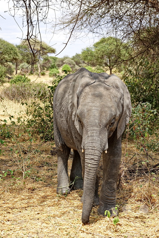 Tansania - Tarangire-Nationalpark