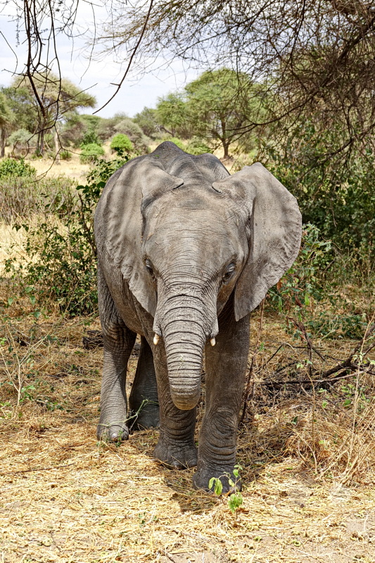 Tansania - Tarangire-Nationalpark