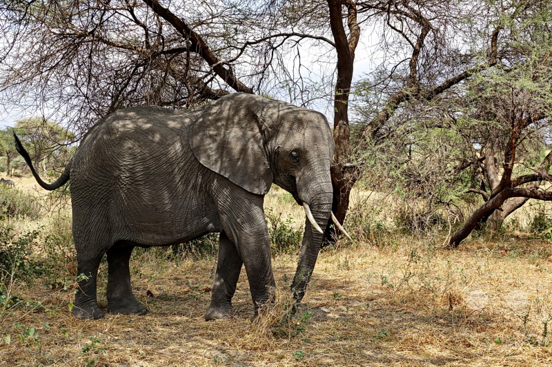 Tansania - Tarangire-Nationalpark