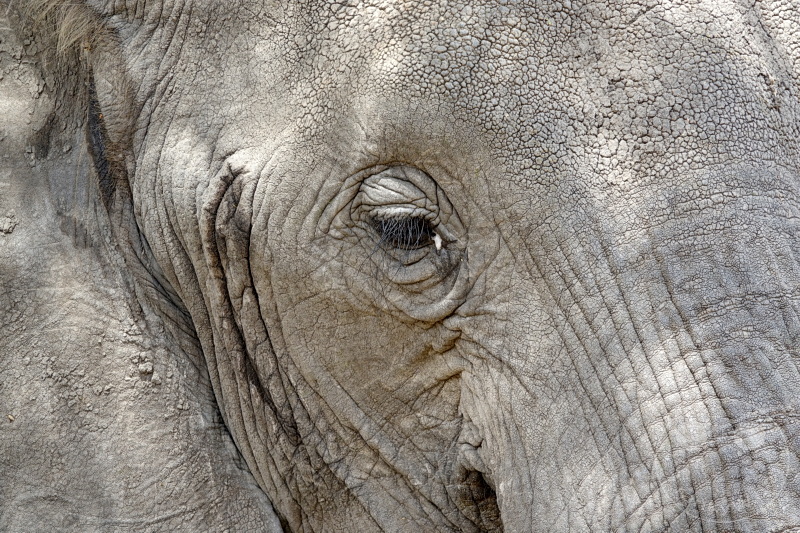 Tansania - Tarangire-Nationalpark