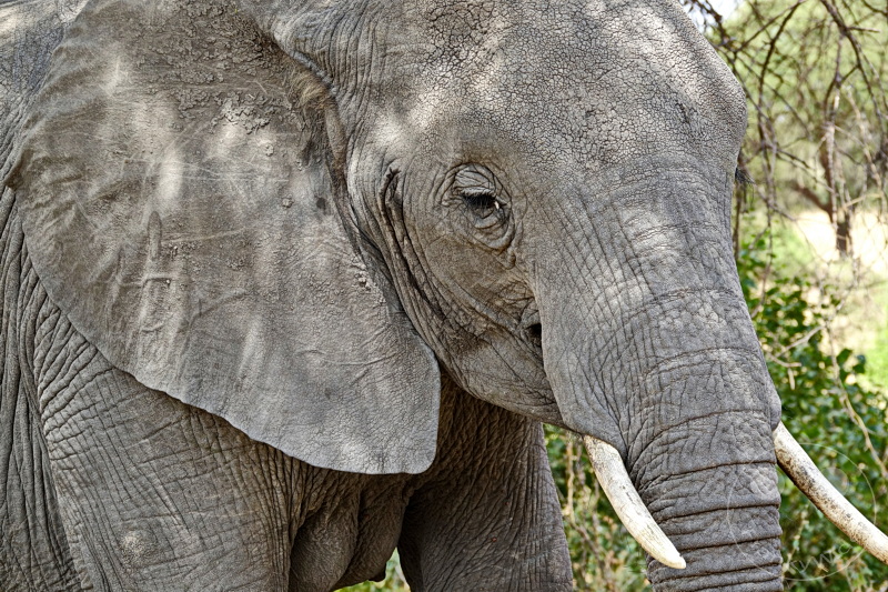 Tansania - Tarangire-Nationalpark