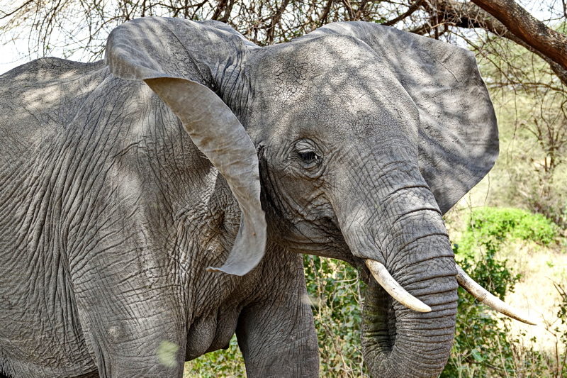 Tansania - Tarangire-Nationalpark