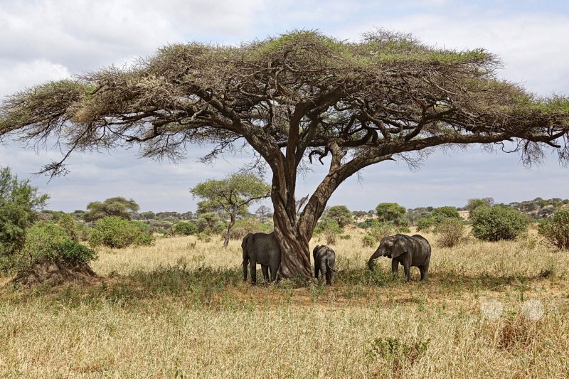 Tansania - Tarangire-Nationalpark