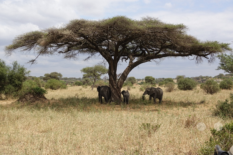 Tansania - Tarangire-Nationalpark