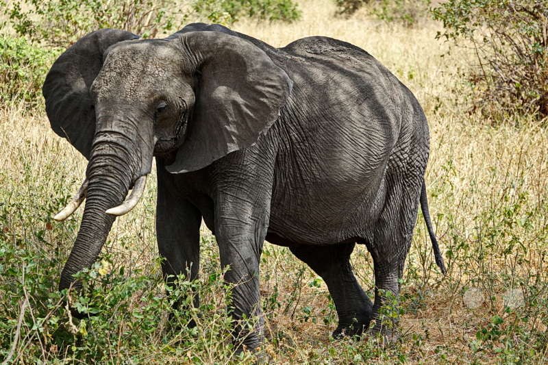 Tansania - Tarangire-Nationalpark