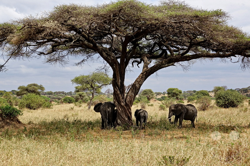 Tansania - Tarangire-Nationalpark