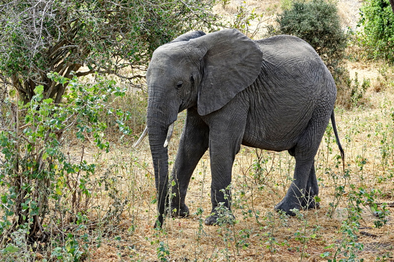 Tansania - Tarangire-Nationalpark