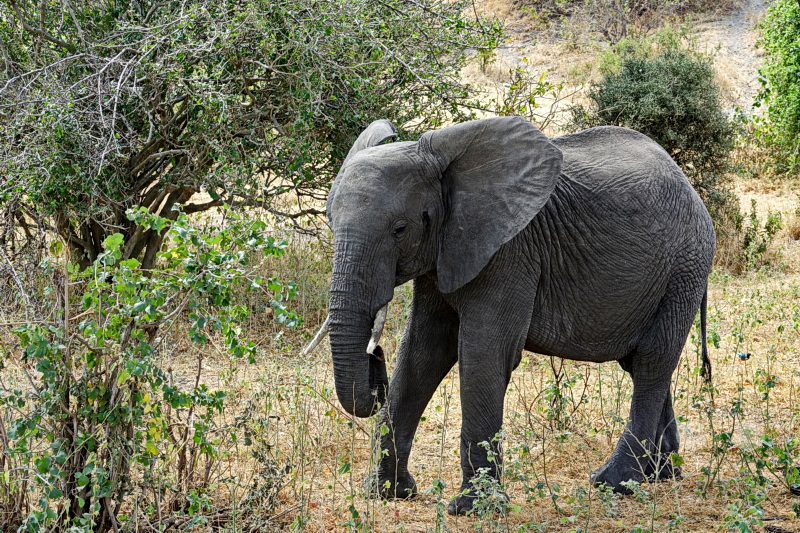 Tansania - Tarangire-Nationalpark