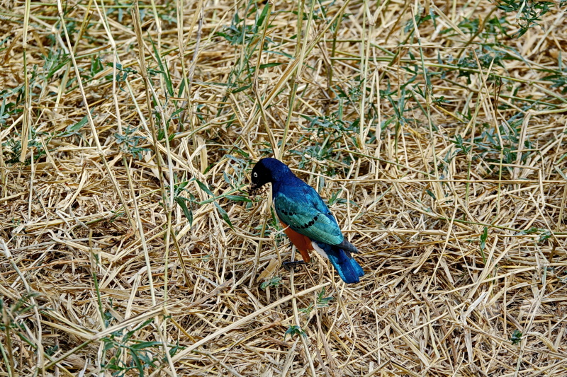 Tansania - Tarangire-Nationalpark