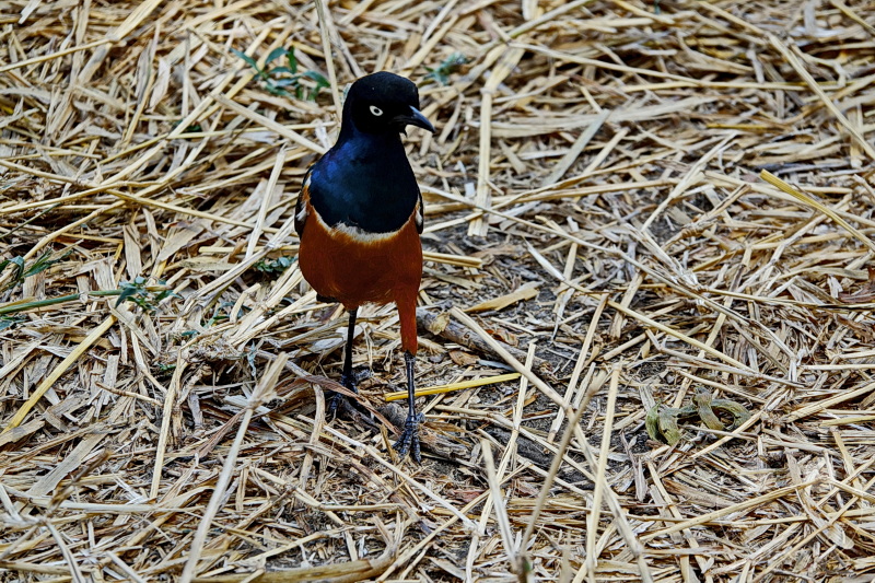 Tansania - Tarangire-Nationalpark