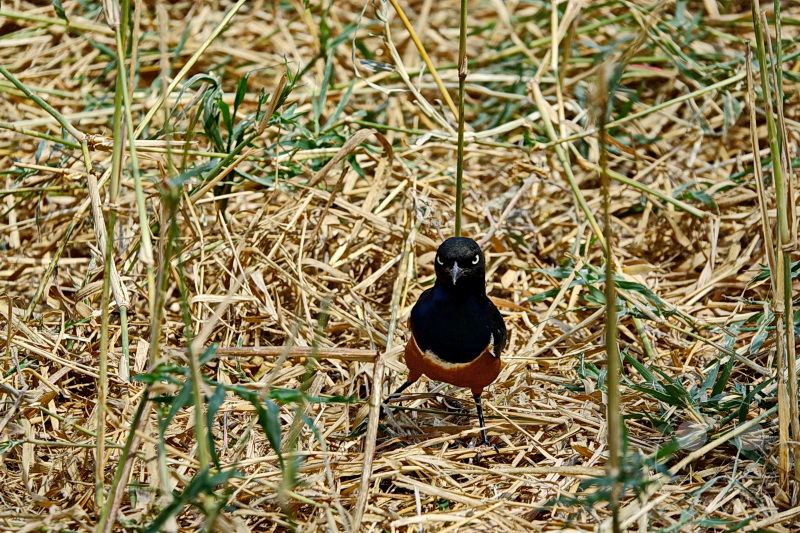 Tansania - Tarangire-Nationalpark